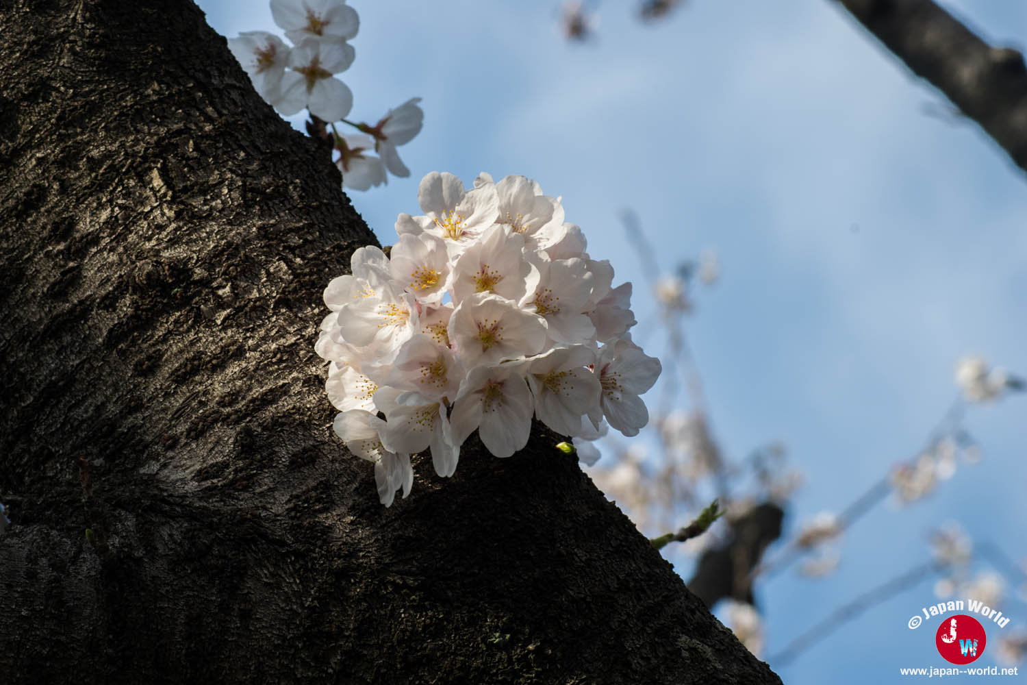 Fleurs de cerisier poussant directement sur le tronc d'un arbre à Maizuru