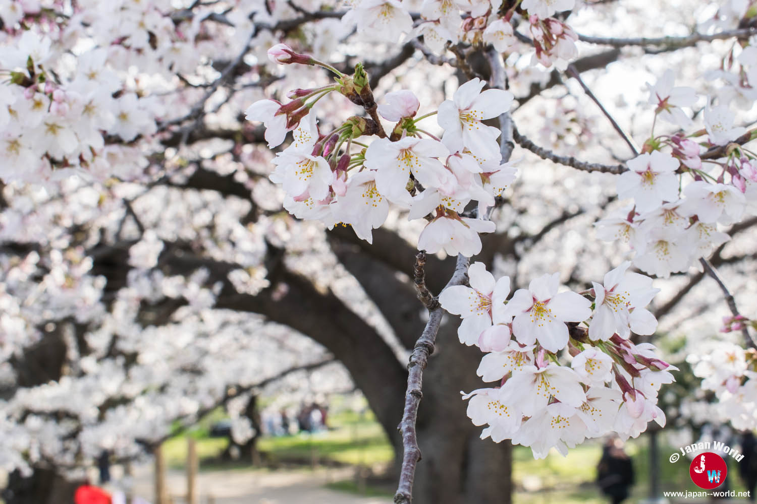Bouquet de fleurs de cerisier blanches devant un arbre du parc Maizuru