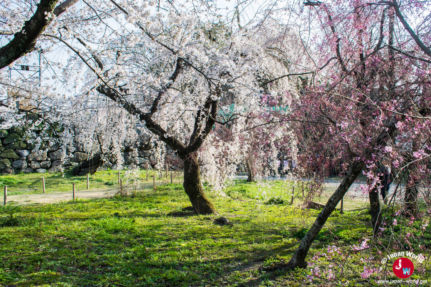 Cerisier aux branches retombantes dans un espace verdoyant du parc Maizuru