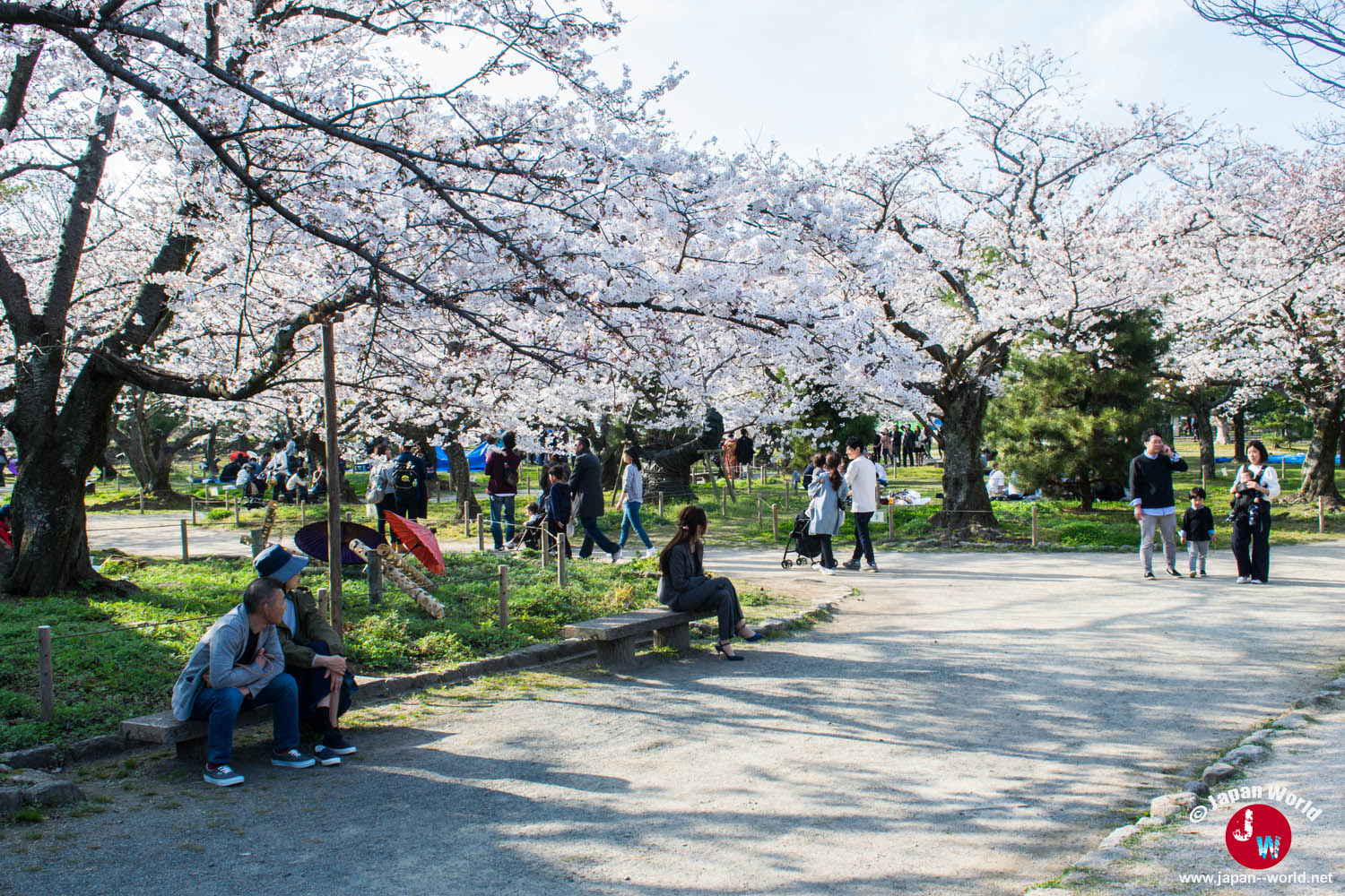 Visiteurs se reposant sous les cerisiers en fleurs du parc Maizuru