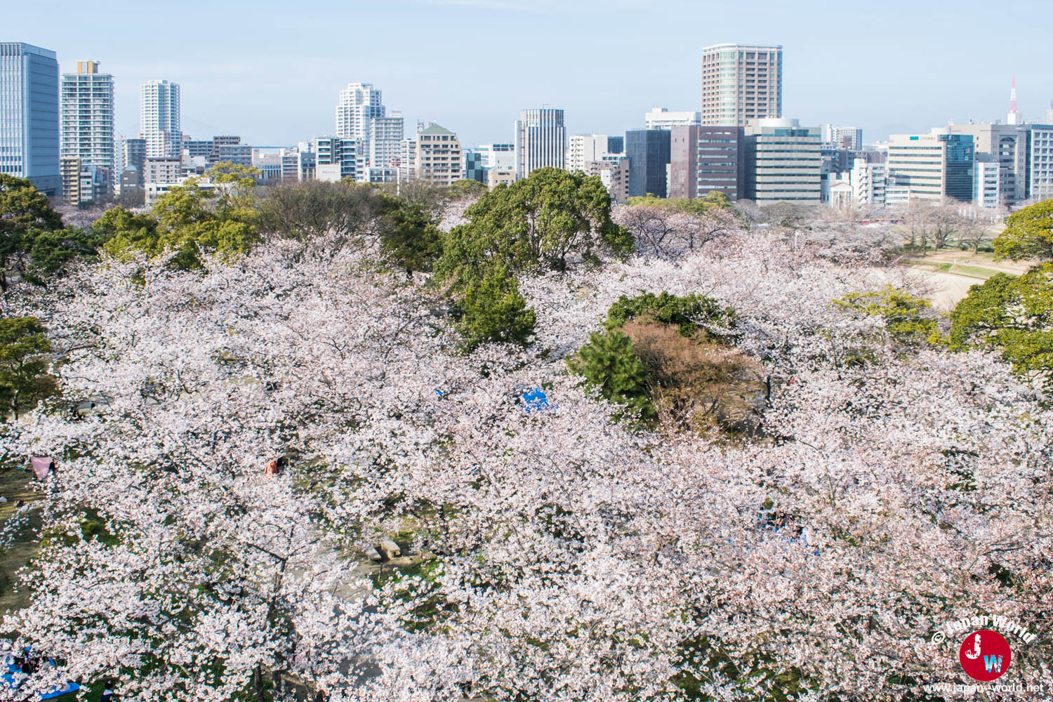 Fukuoka vue au-dessus de la canopée fleurie du parc Maizuru