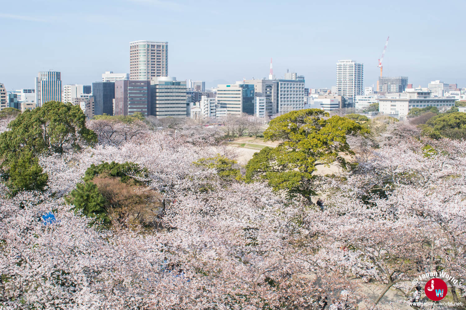Panorama sur les immeubles de Fukuoka et les cerisiers du parc Maizuru