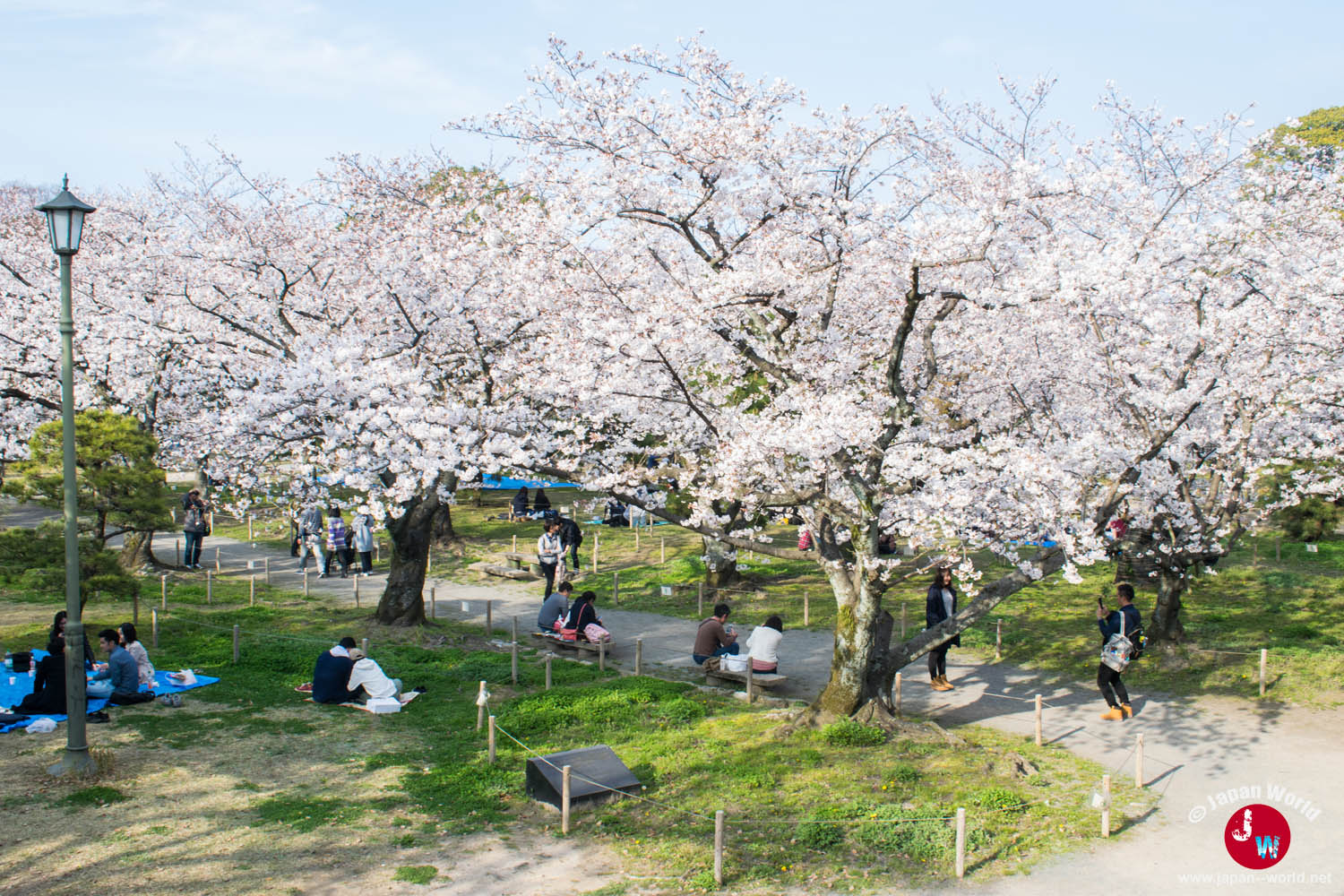 Groupes installés sur l'herbe sous les cerisiers en fleurs du parc Maizuru
