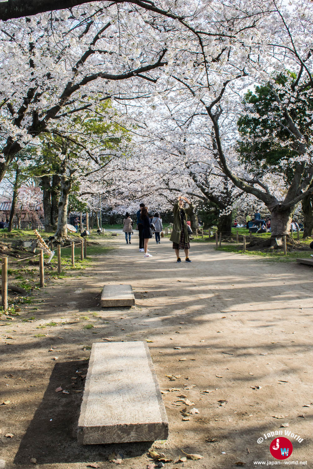 Allée bordée de cerisiers en fleurs et de bancs dans le parc Maizuru