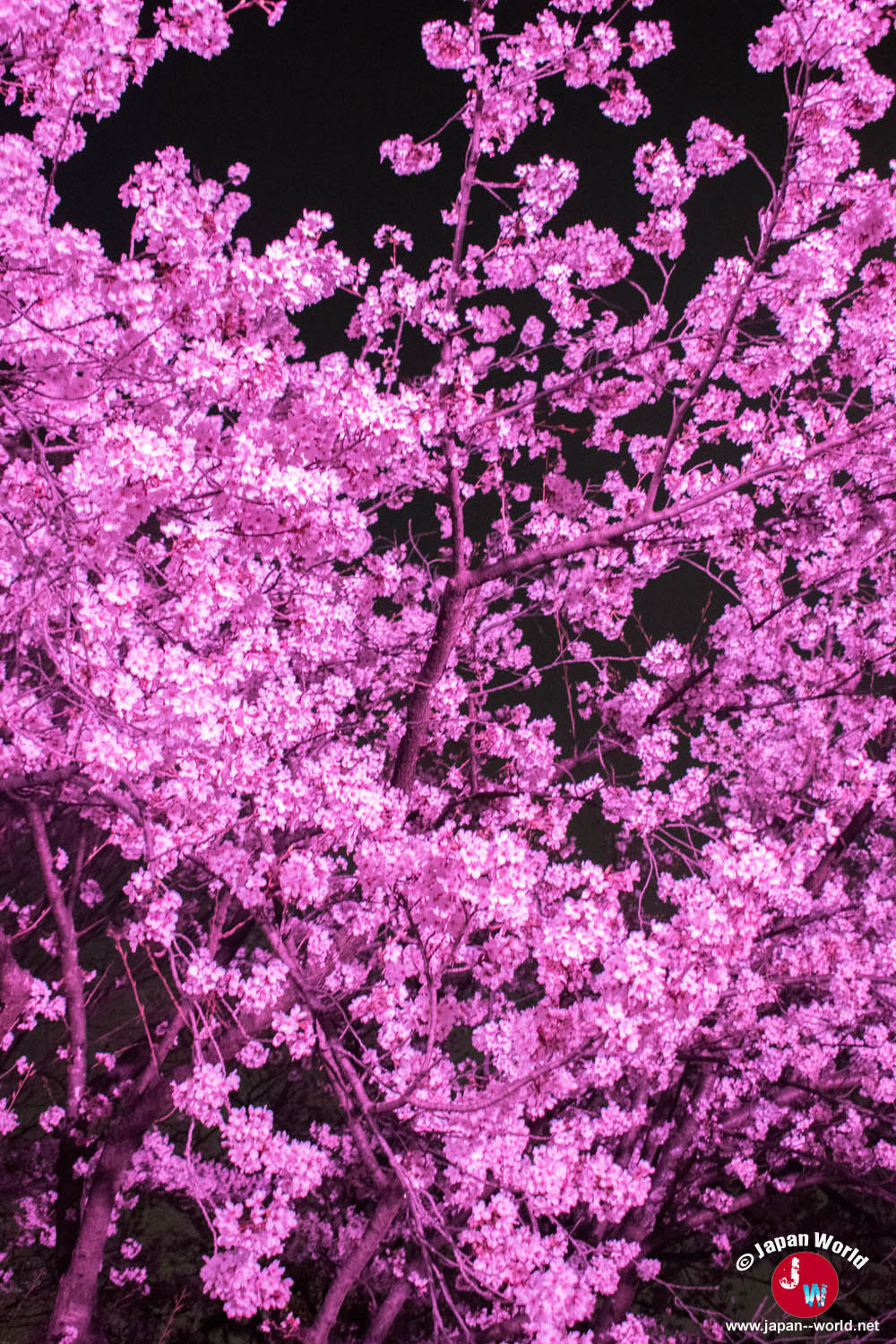 Cerisier illuminé en rose pendant le hanami nocturne au parc Maizuru