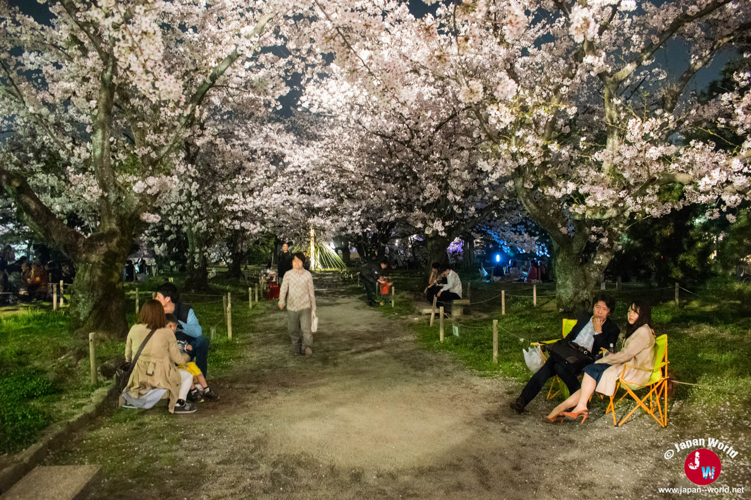 Visiteurs marchant sous les cerisiers illuminés du parc Maizuru