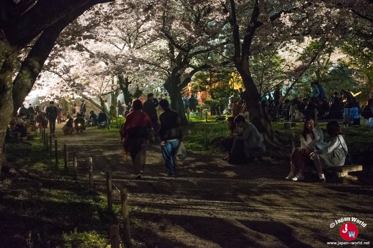 Participants au hanami réunis sous les arbres du parc Maizuru la nuit