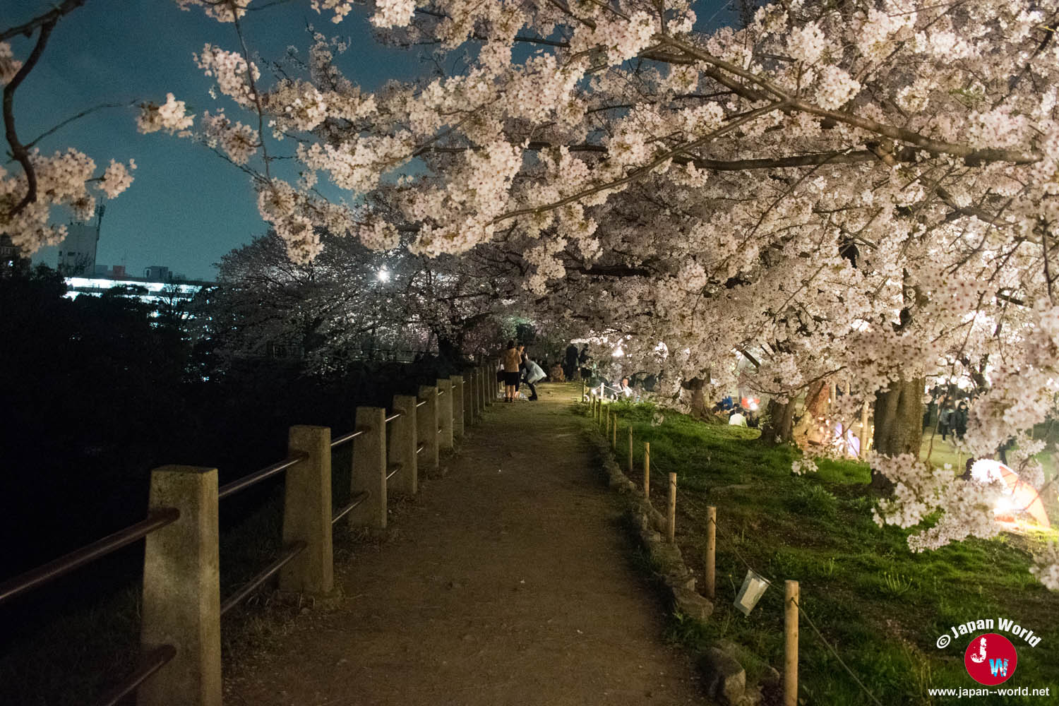 Chemin traversant les cerisiers illuminés du parc Maizuru