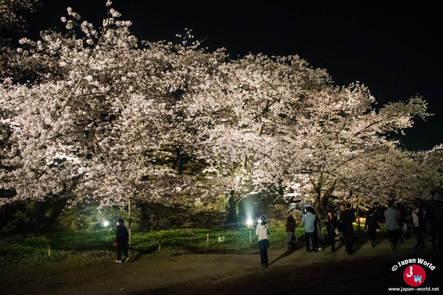 Grand cerisier éclairé en blanc dans la nuit au parc Maizuru