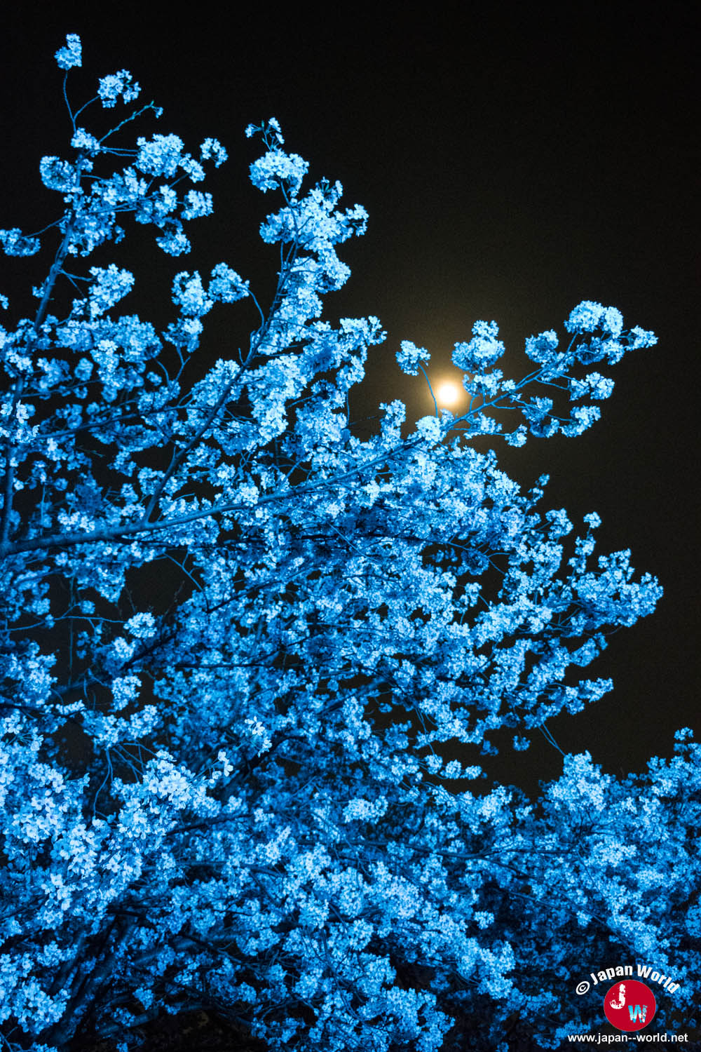 Branches de cerisier éclairées en bleu dans la nuit au parc Maizuru