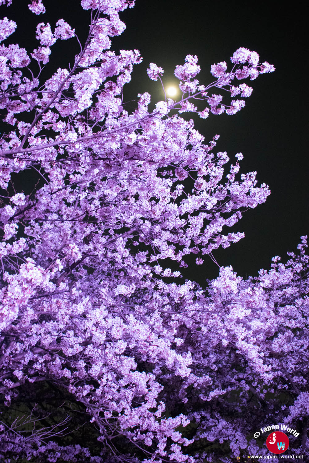 Cerisier illuminé en violet pendant la soirée de hanami à Maizuru