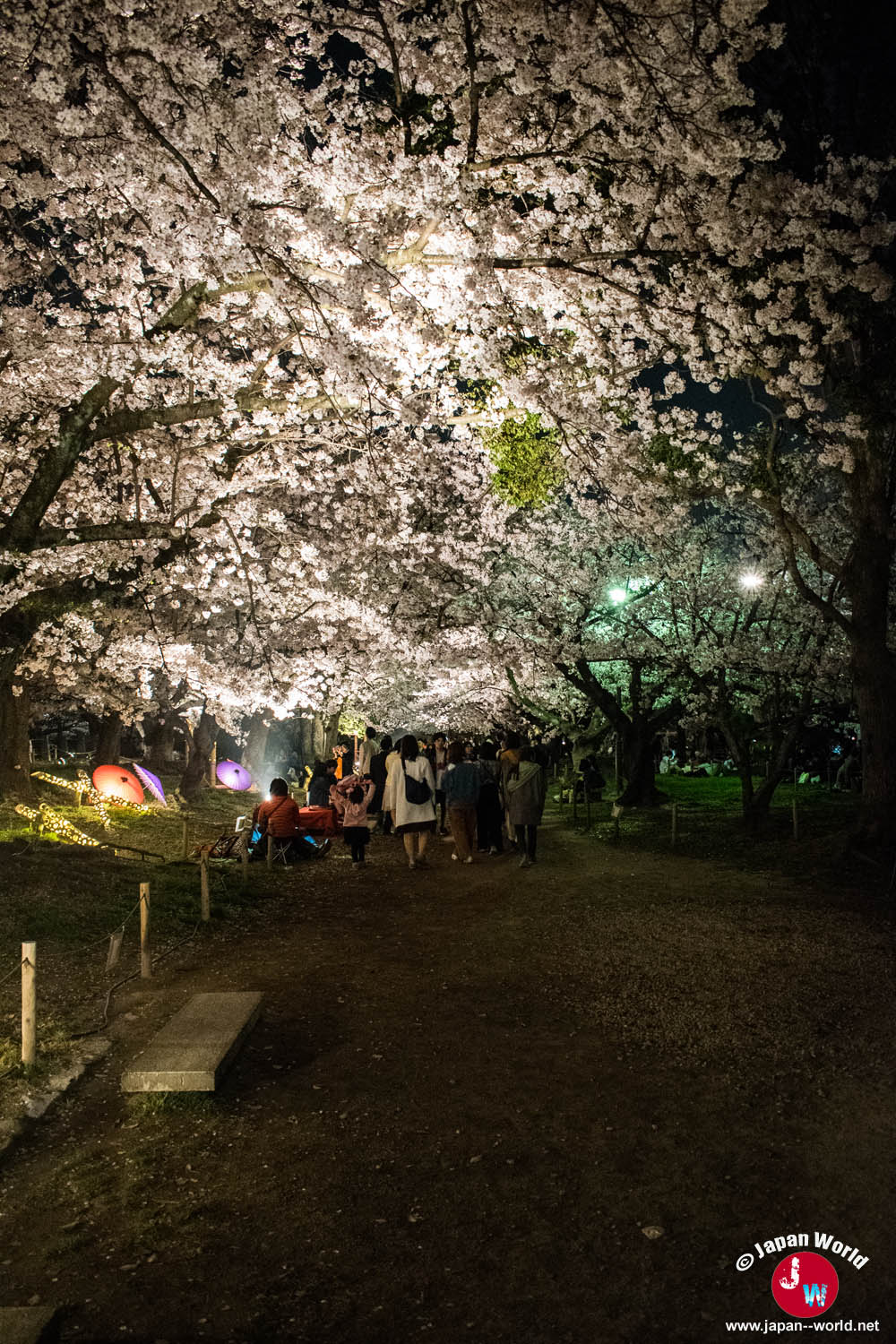 Promeneurs sous un cerisier éclairé en blanc dans le parc Maizuru