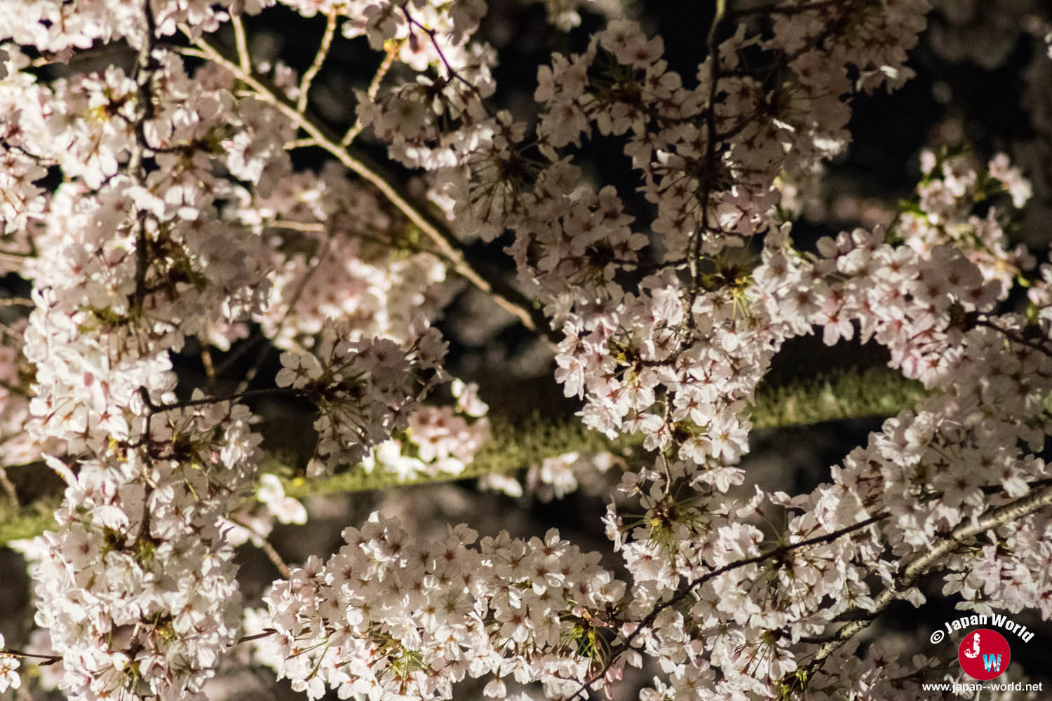 Branches de cerisier illuminées au-dessus du parc Maizuru la nuit