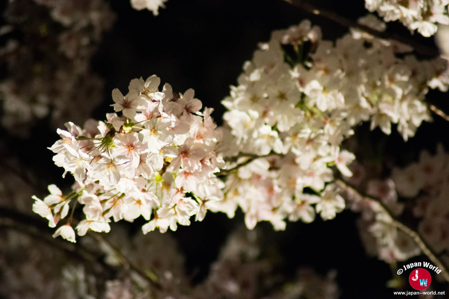 Bouquet de fleurs de cerisier éclairé sur fond noir à Maizuru