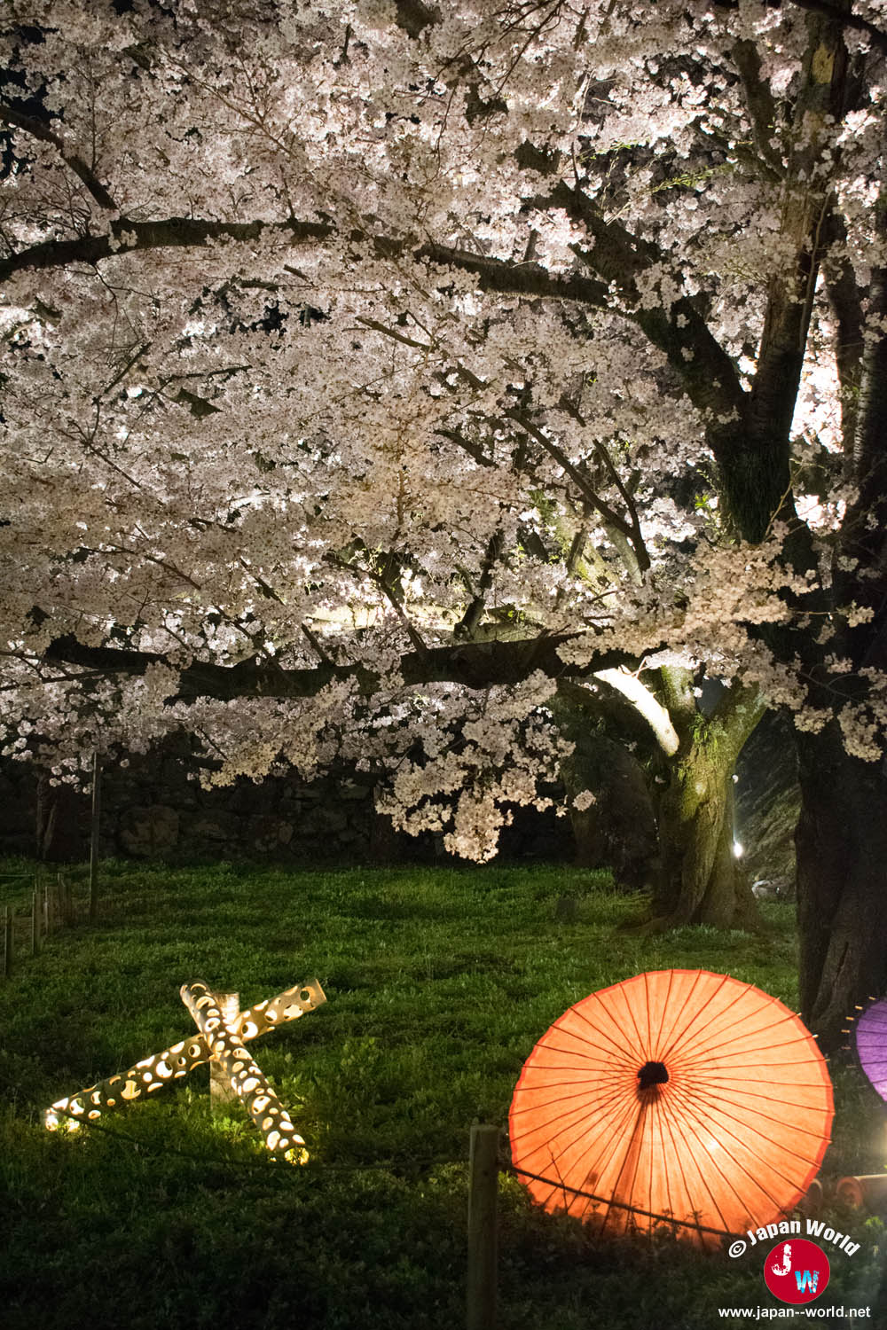 Ombrelle japonaise orange sous un cerisier illuminé au parc Maizuru