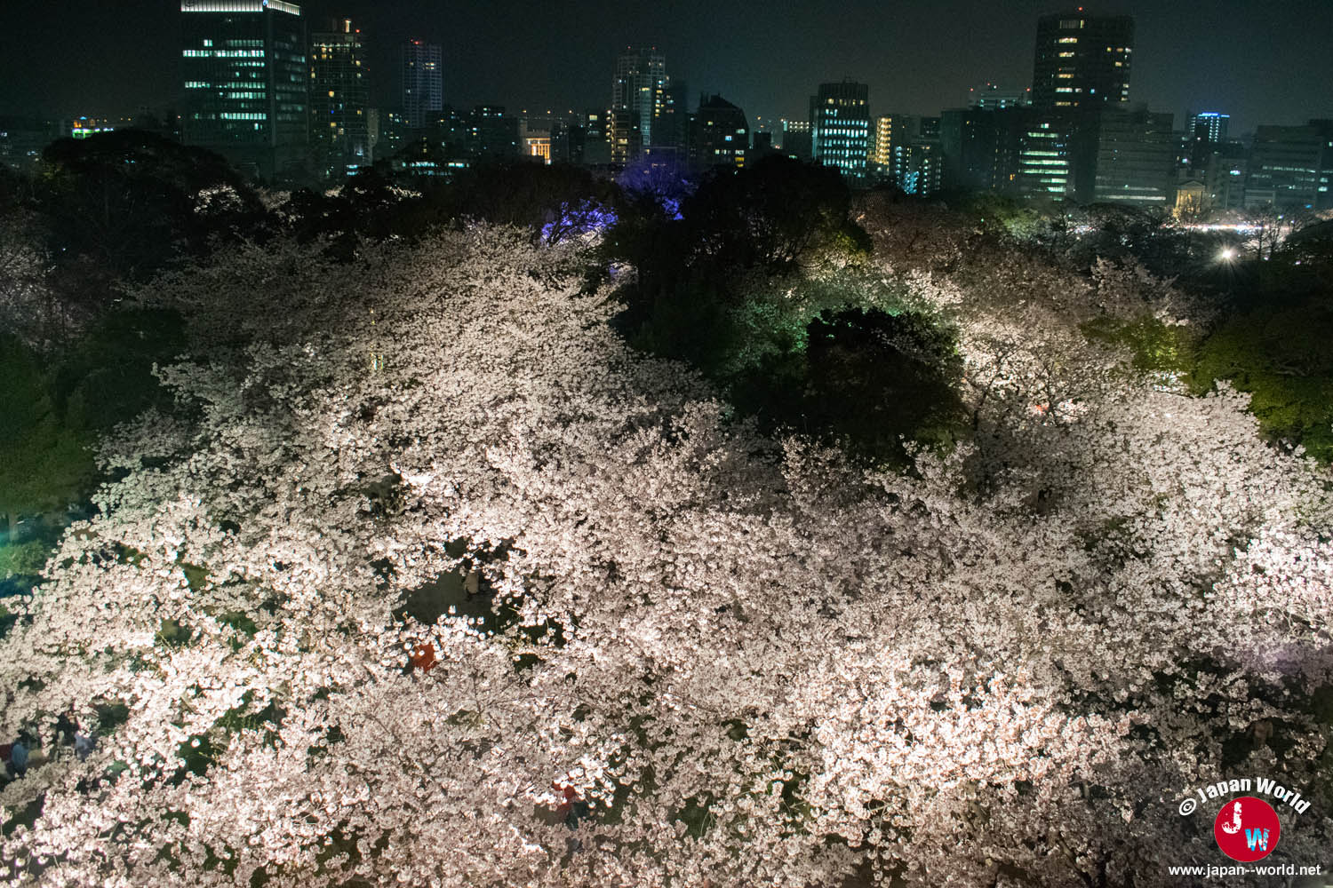 Canopée de cerisiers illuminée devant les immeubles de Fukuoka la nuit