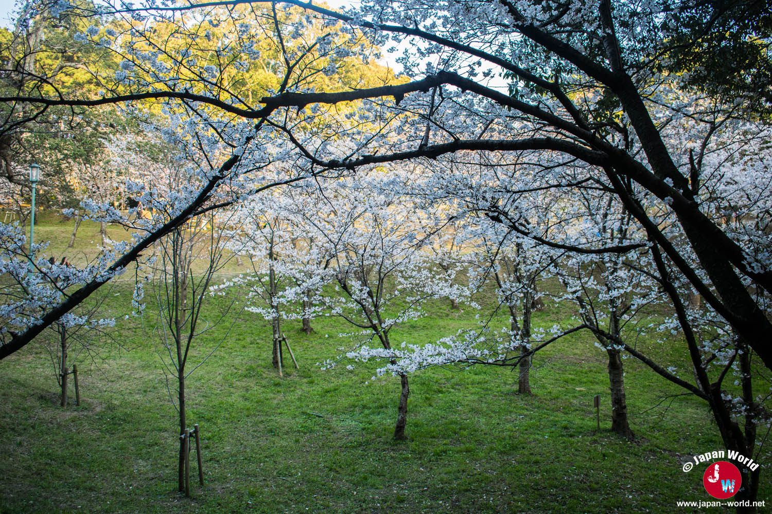 Petit bosquet ombragé sous les cerisiers en fleurs du parc Nishi-kōen