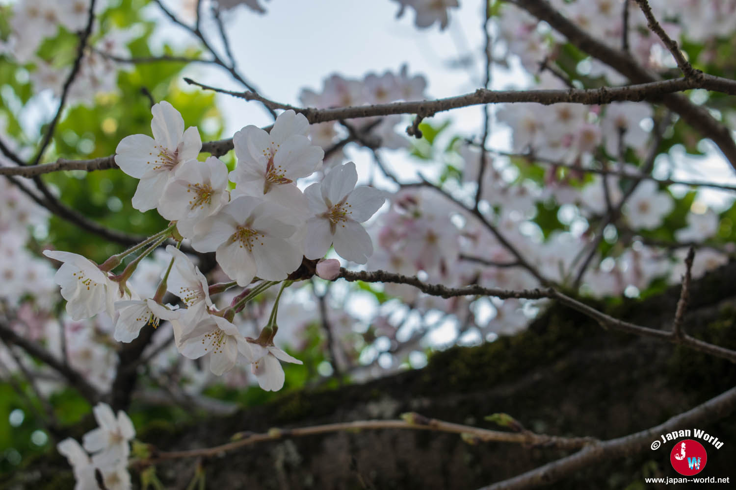 Branche portant des fleurs de cerisier blanches à Nishi-kōen