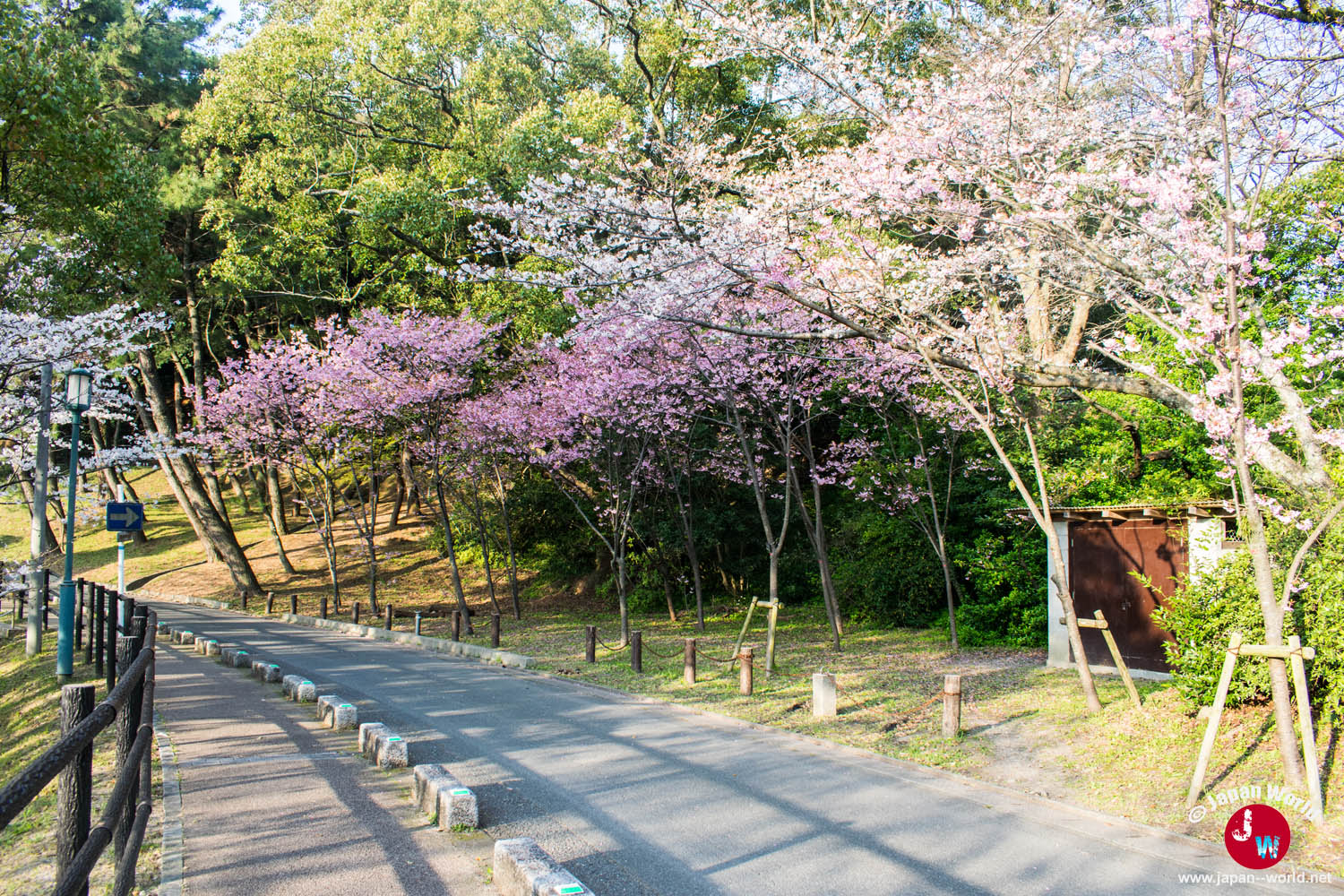 Route bordée de cerisiers blancs et roses dans le parc Nishi-kōen