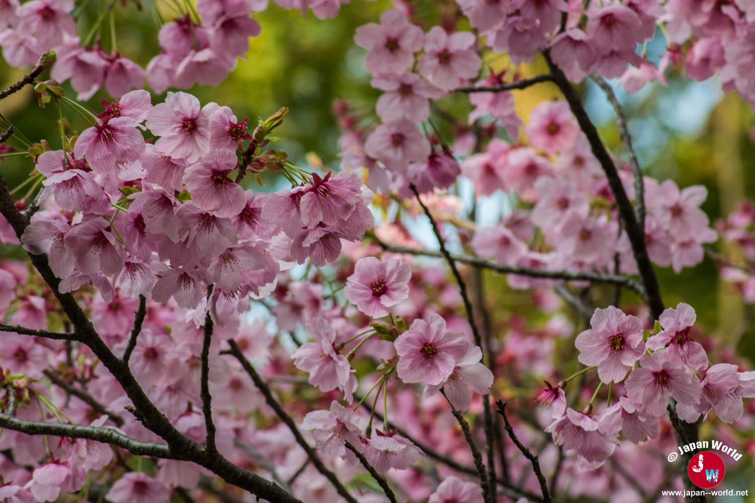 Grappe de fleurs de cerisier roses dans le parc Nishi-kōen