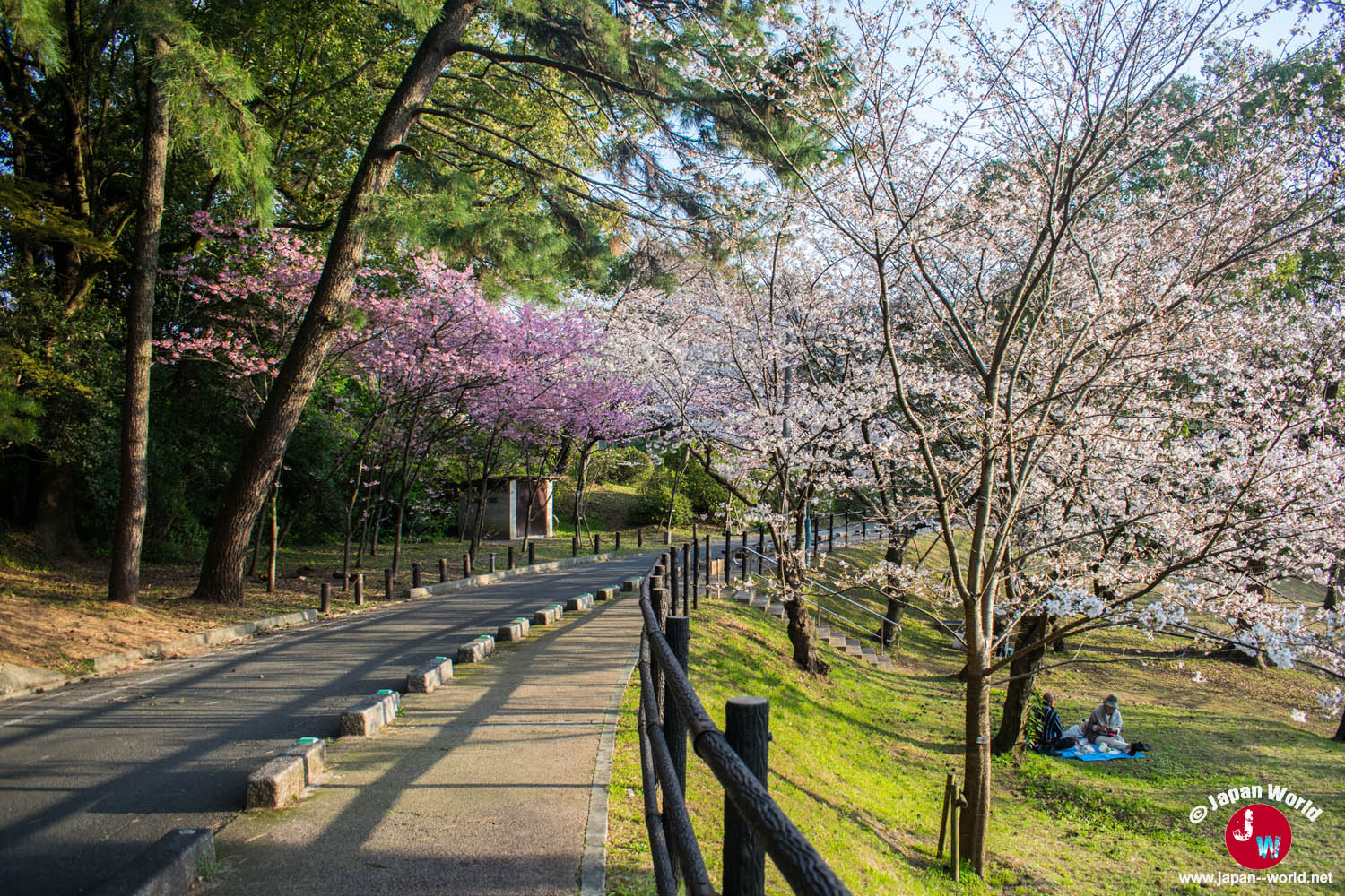Promenade longeant un talus couvert de cerisiers en fleurs à Nishi-kōen