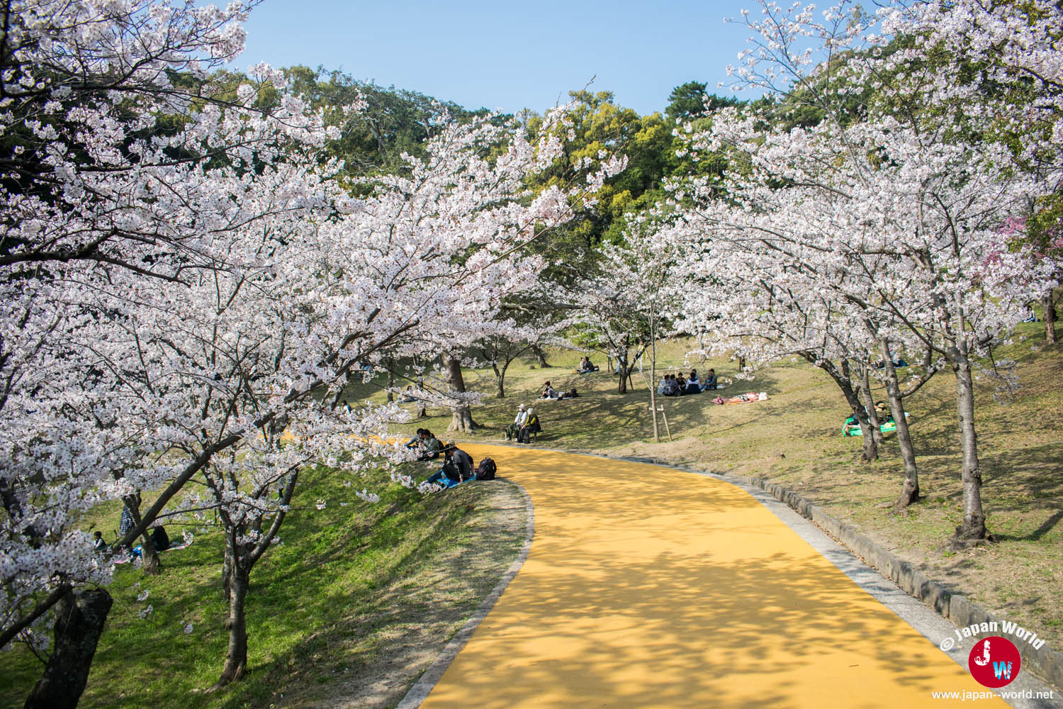 Chemin jaune serpentant entre les cerisiers et les visiteurs de Nishi-kōen