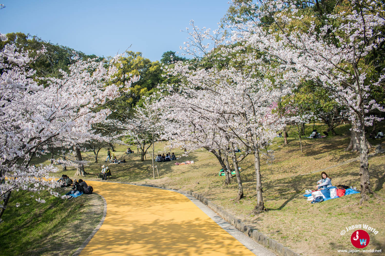 Allée courbe sous les cerisiers en fleurs du parc Nishi-kōen