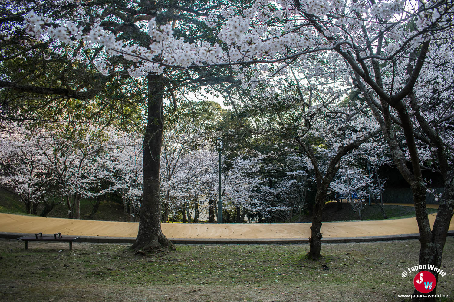 Pelouse calme plantée de cerisiers avec un banc vide à Nishi-kōen
