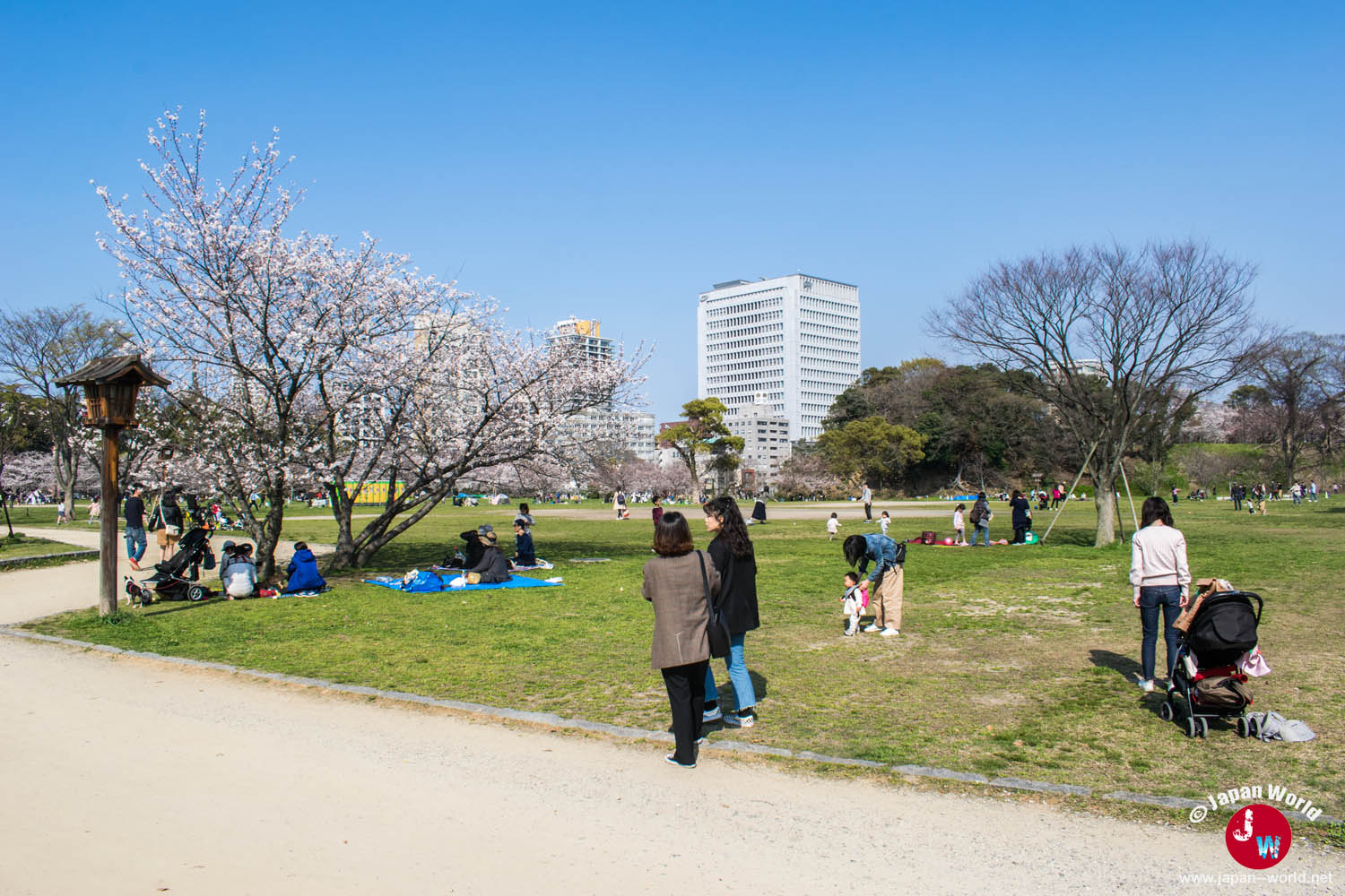 Visiteurs se promenant sur la pelouse d'Ōhori-kōen bordée de cerisiers