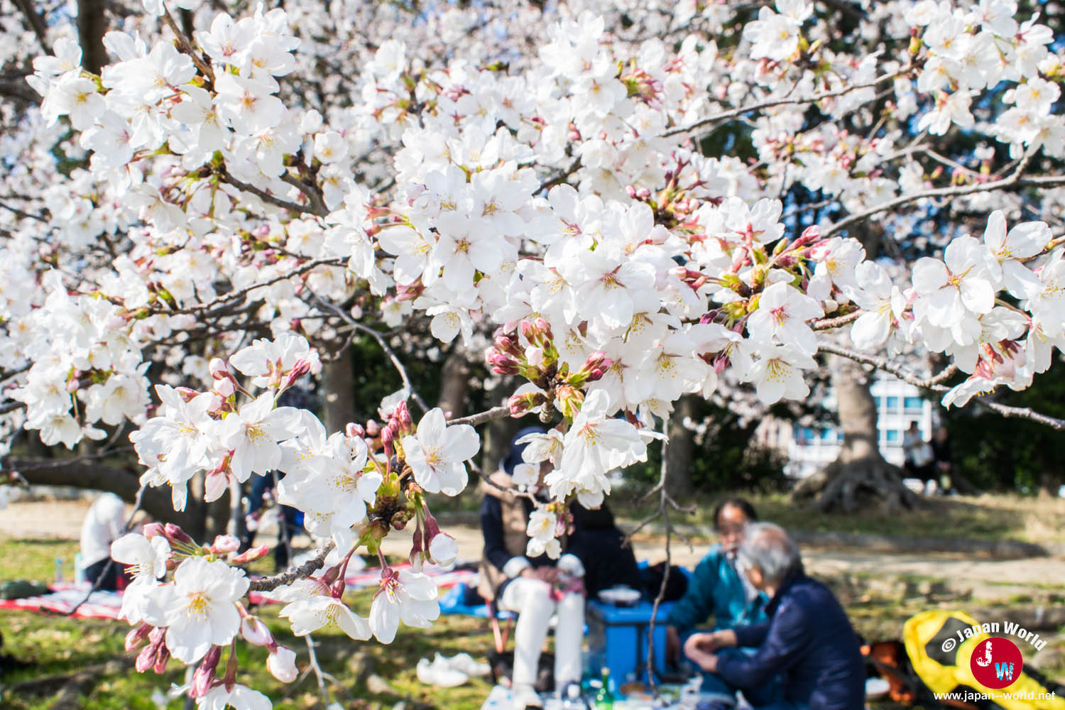 Fleurs de cerisier blanches au premier plan devant un pique-nique à Ōhori-kōen