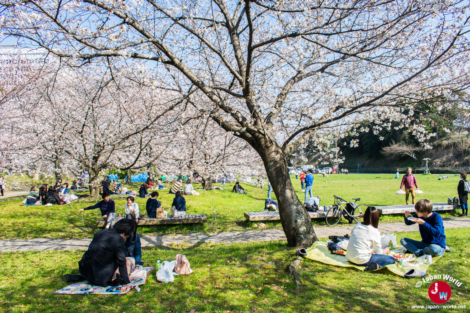 Groupes installés pour le hanami sous un grand cerisier à Ōhori-kōen