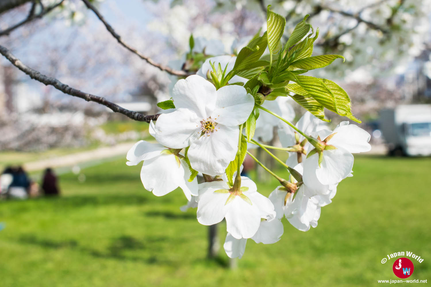 Bouquet de fleurs de cerisier blanches avec la pelouse d'Ōhori-kōen en arrière-plan