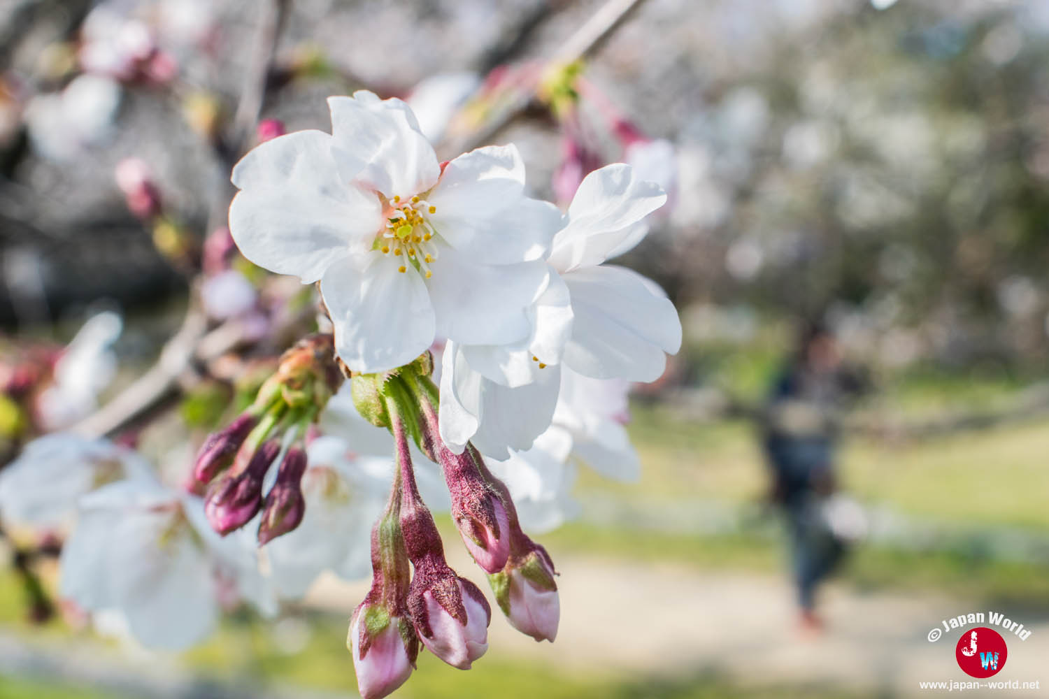 Fleurs de cerisier blanches entourées de boutons roses à Ōhori-kōen