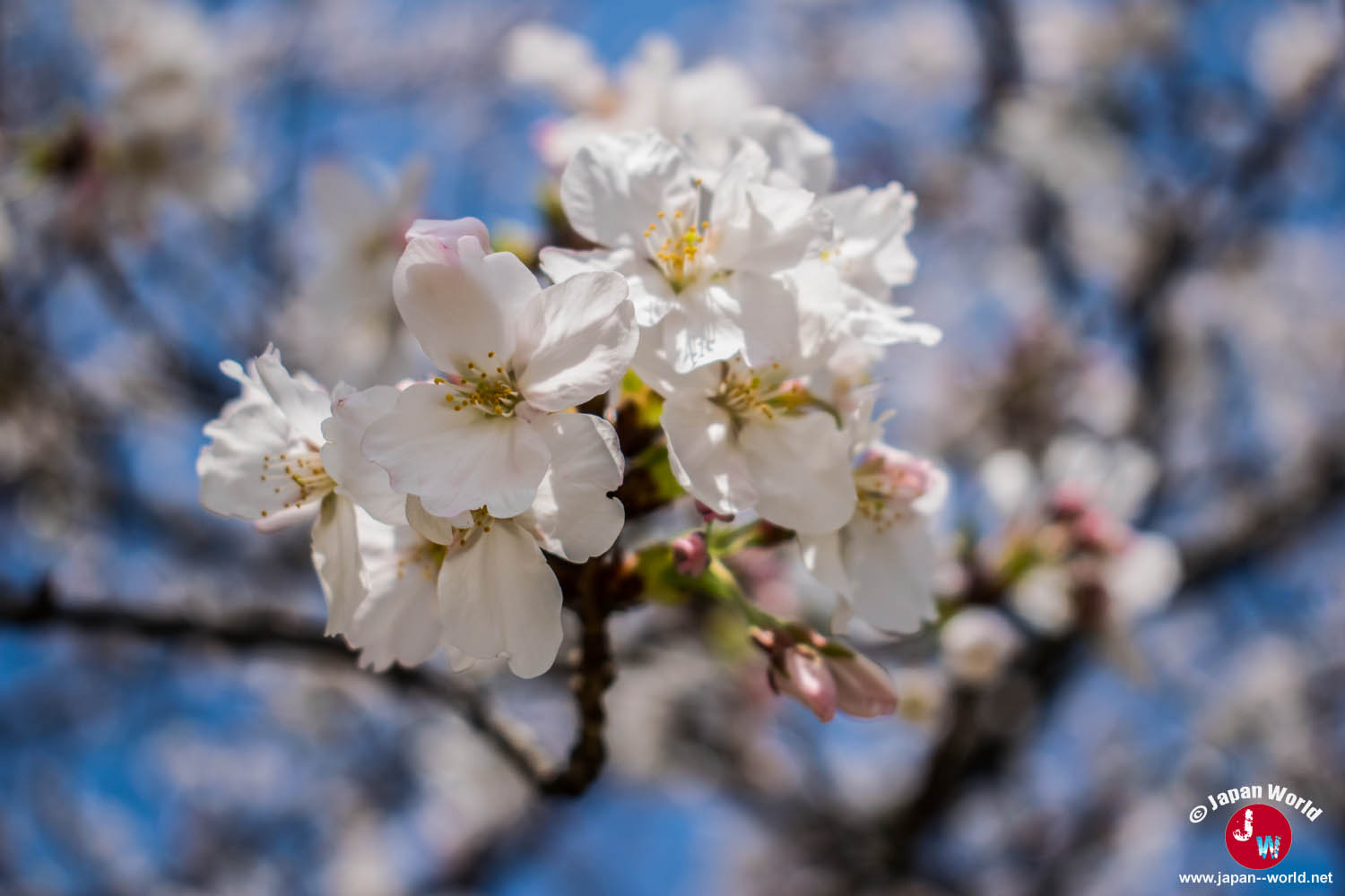 Gros plan sur un bouquet de fleurs de cerisier blanches à Tenjin-chūō