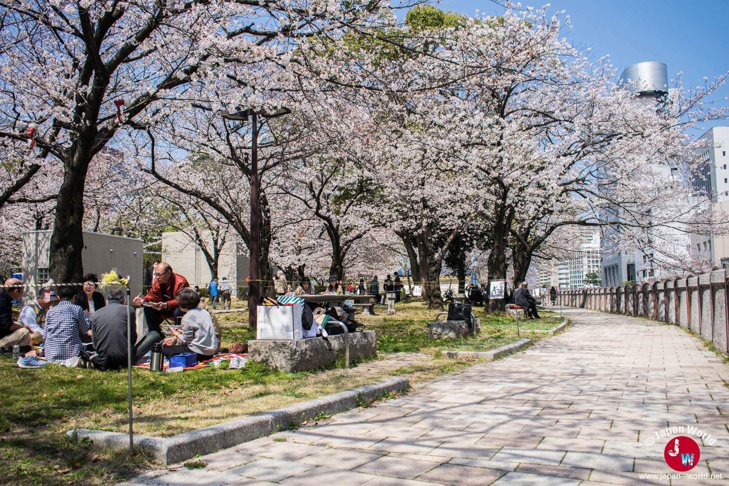 Pique-nique de hanami sous les cerisiers du parc de Tenjin-chūō