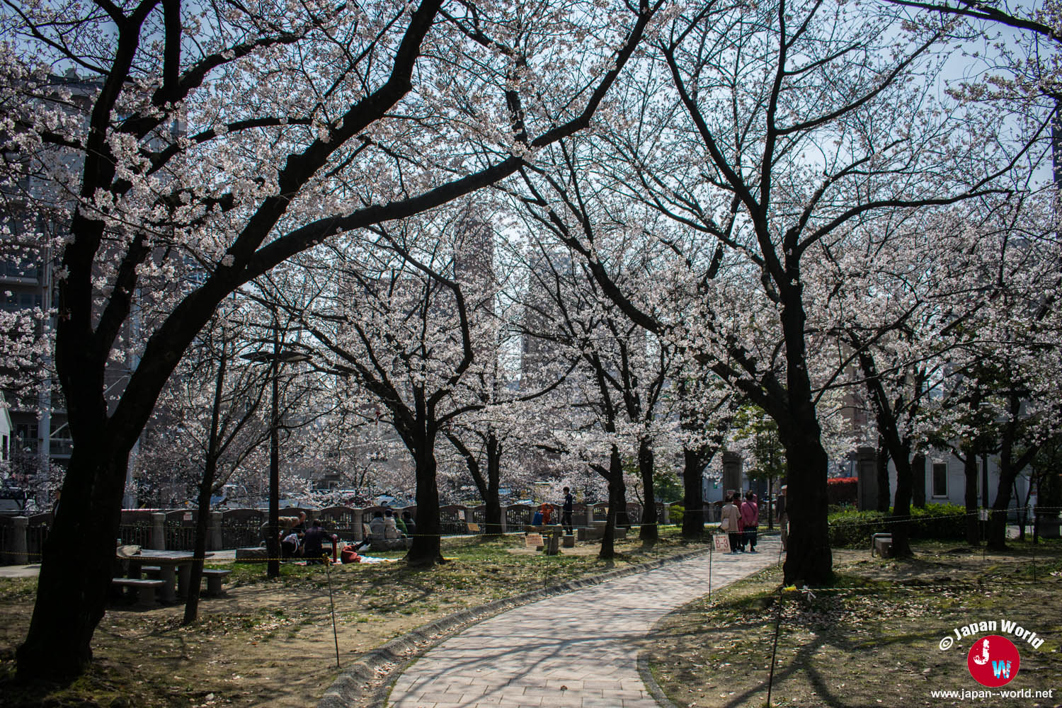 Allée du parc de Tenjin-chūō sous les cerisiers en fleurs