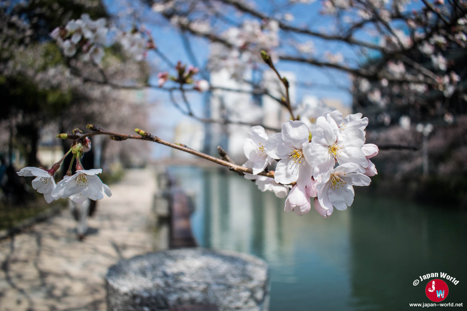 Branche de cerisier en fleurs au-dessus du canal de Tenjin-chūō
