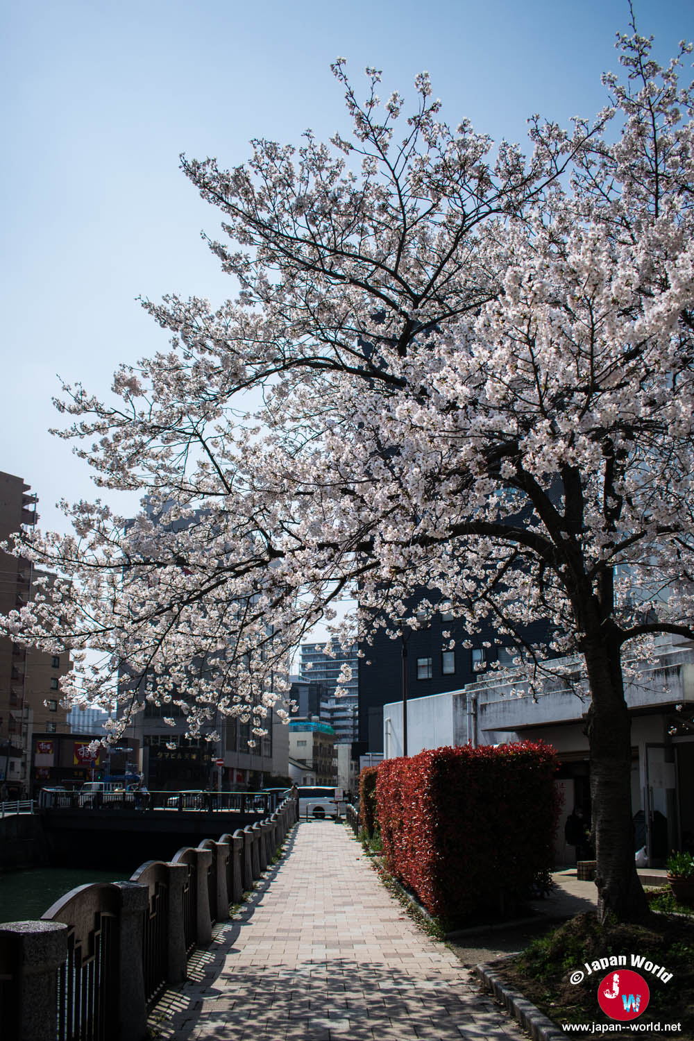 Promenade au bord du canal sous un cerisier en fleurs à Tenjin-chūō