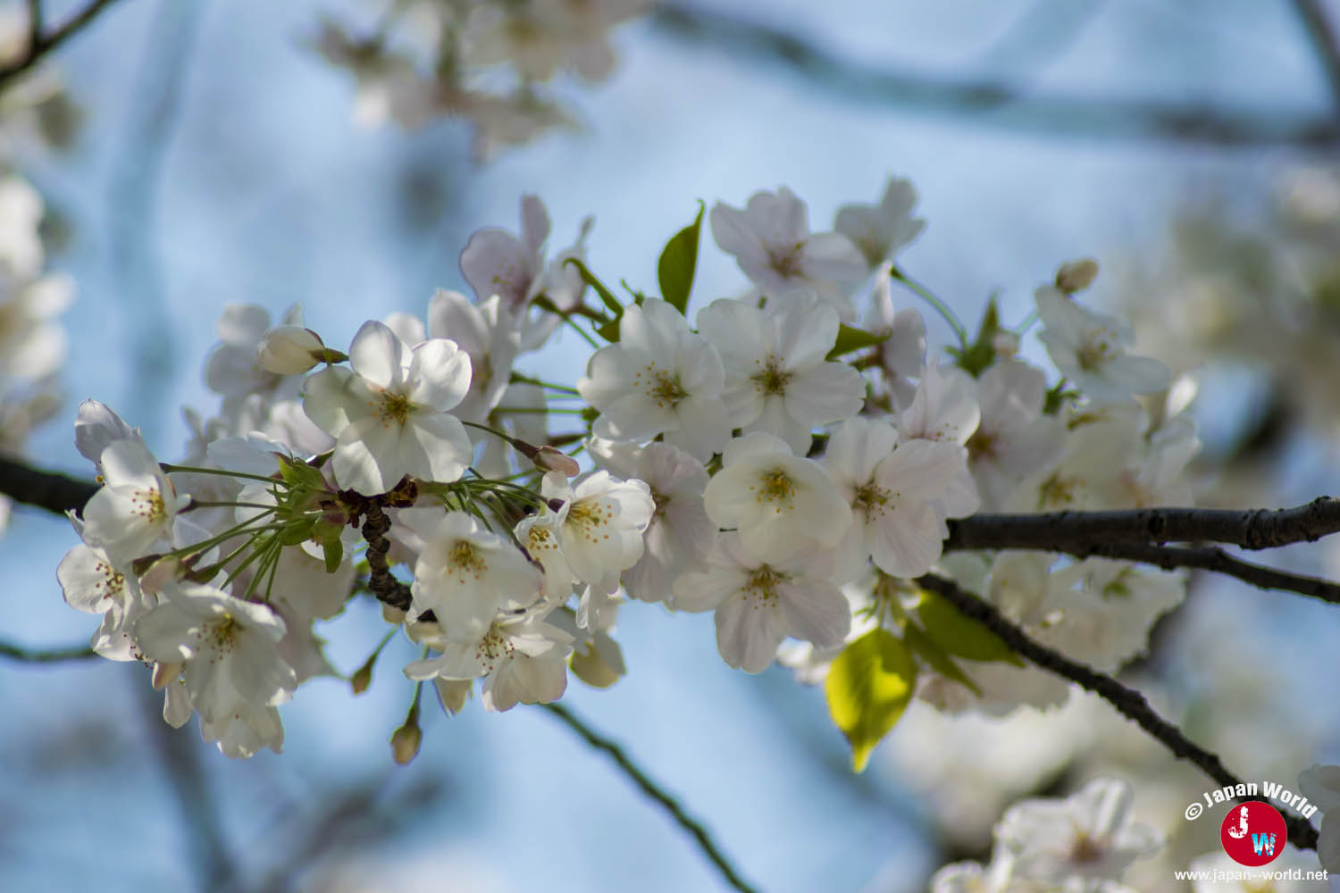 Bouquet de fleurs de cerisier blanches éclairé par le soleil à Tenjin-chūō