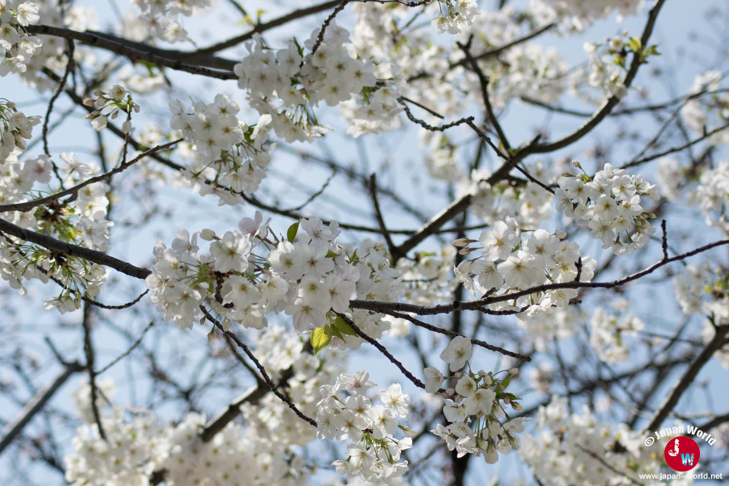 Fleurs blanches couvrant les branches d'un cerisier à Tenjin-chūō