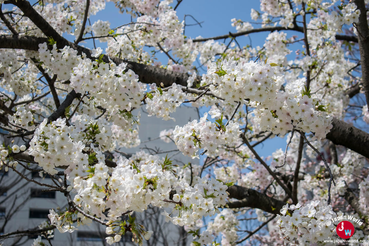 Branche chargée de fleurs de cerisier devant les immeubles de Tenjin