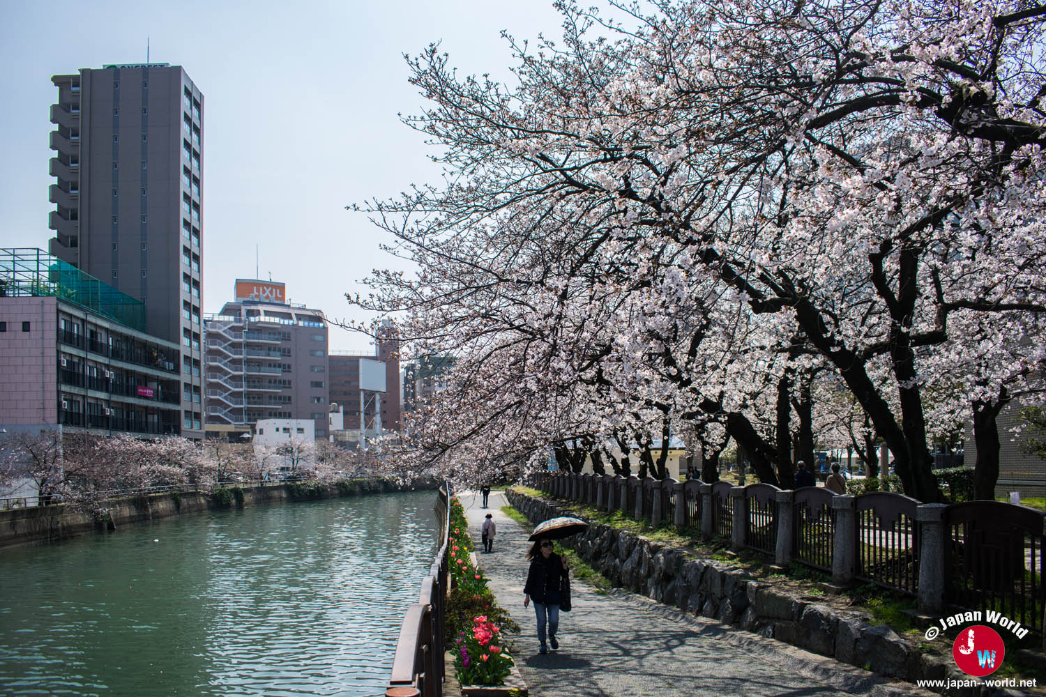 Canal bordé de cerisiers en fleurs dans le quartier de Tenjin