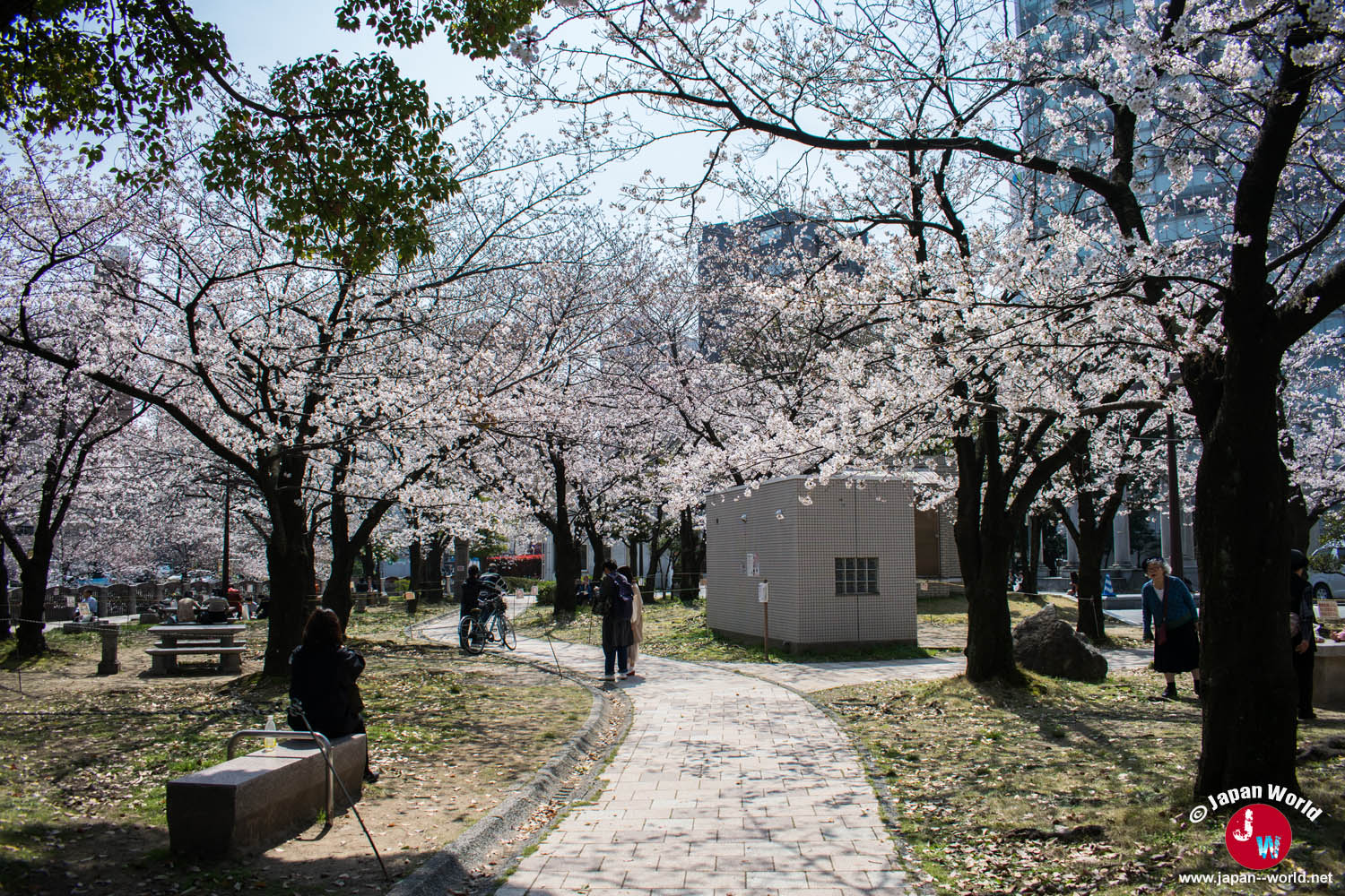 Chemin pavé traversant le parc de Tenjin-chūō sous les cerisiers