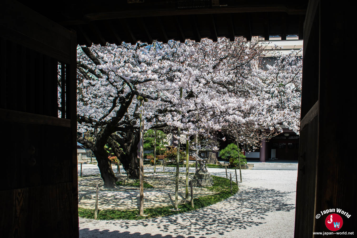 Cerisier en fleurs aperçu depuis une galerie en bois du temple Tōchō-ji