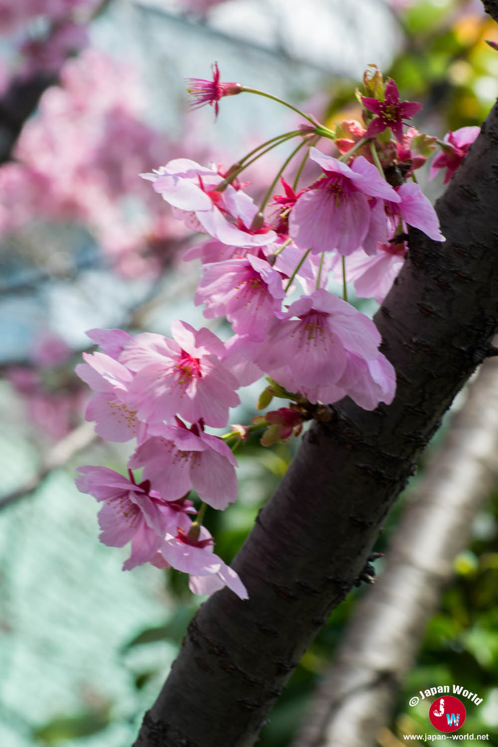 Grappe de fleurs de cerisier roses le long d'un tronc au temple Tōchō-ji