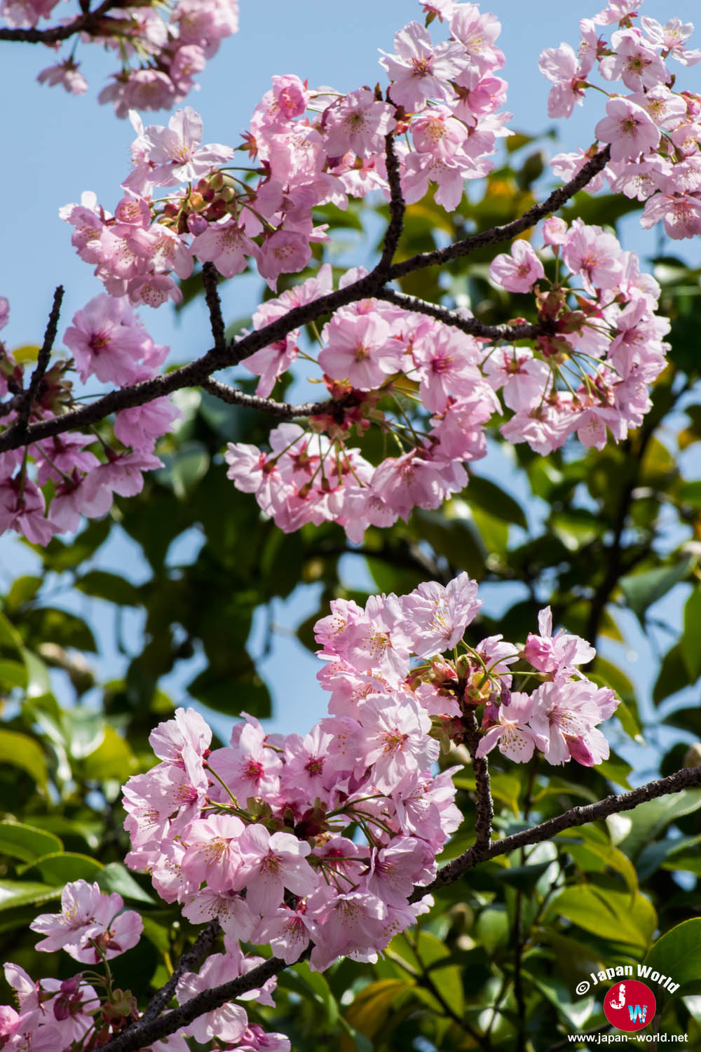 Branche verticale portant des fleurs de cerisier roses au temple Tōchō-ji
