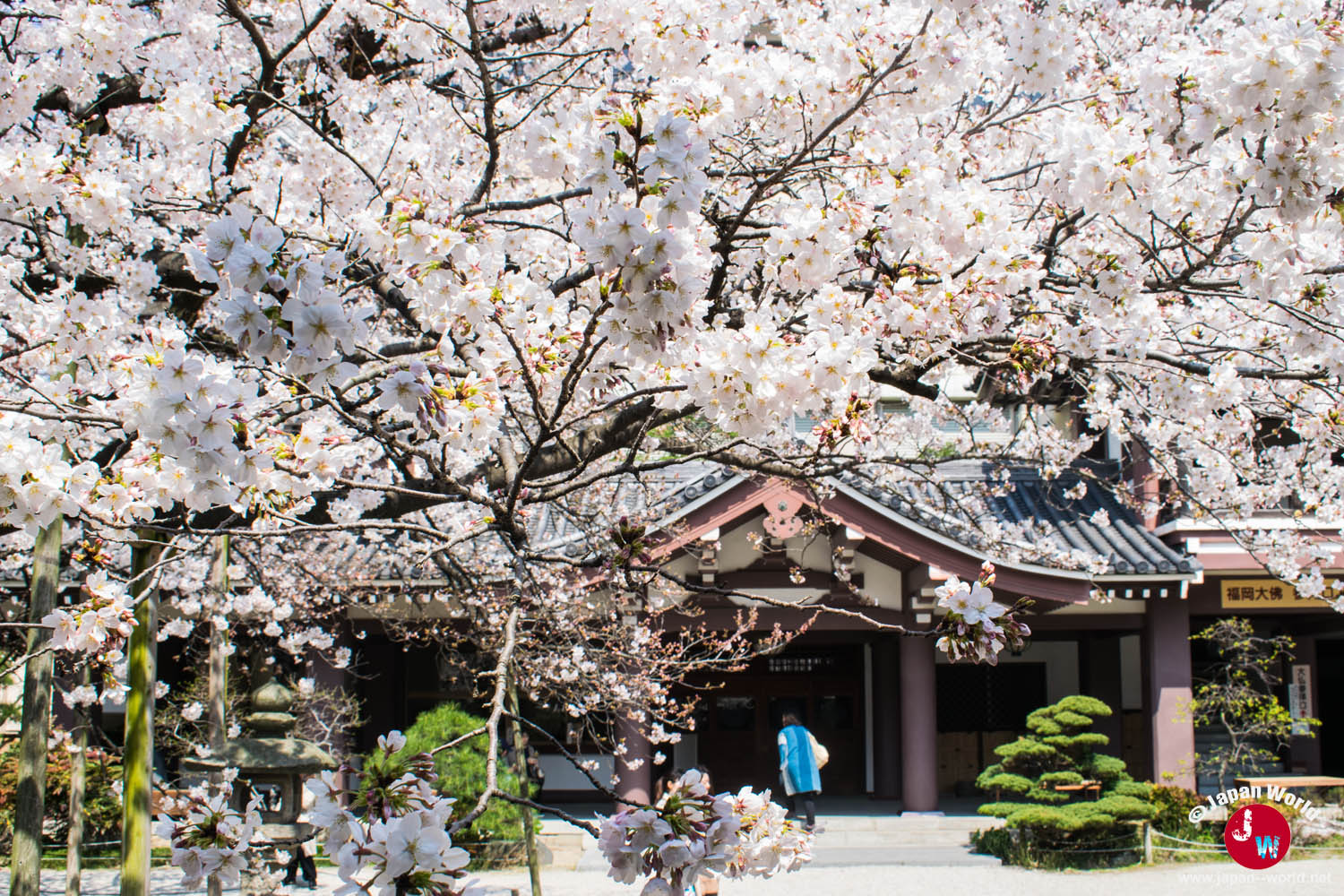 Entrée du temple Tōchō-ji derrière un grand cerisier couvert de fleurs blanches