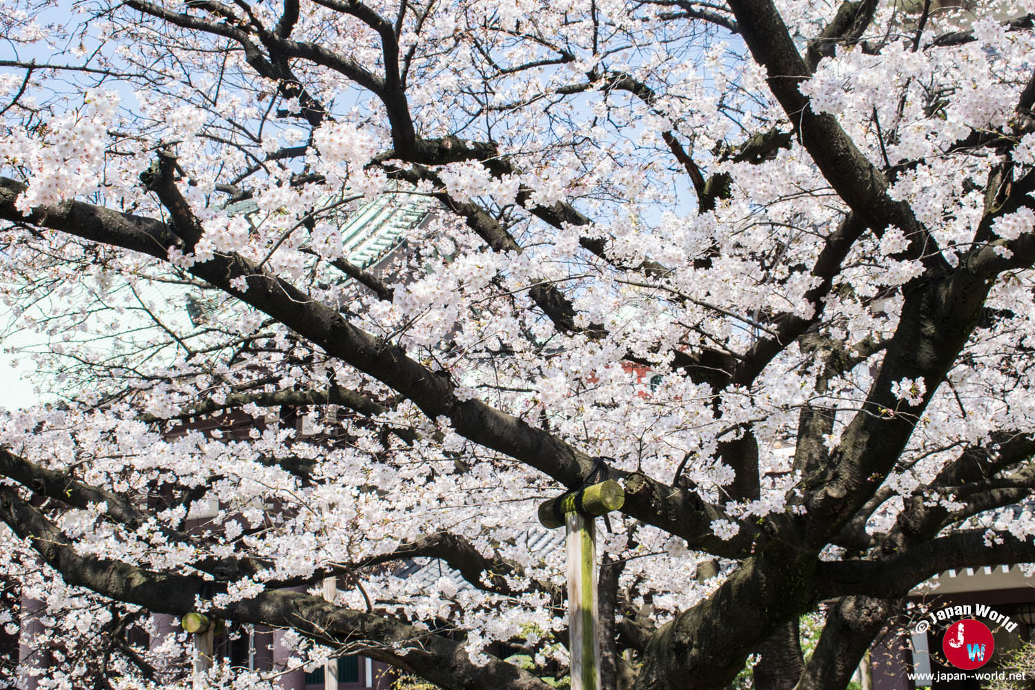 Toiture verte du temple Tōchō-ji sous une voûte de cerisiers en fleurs