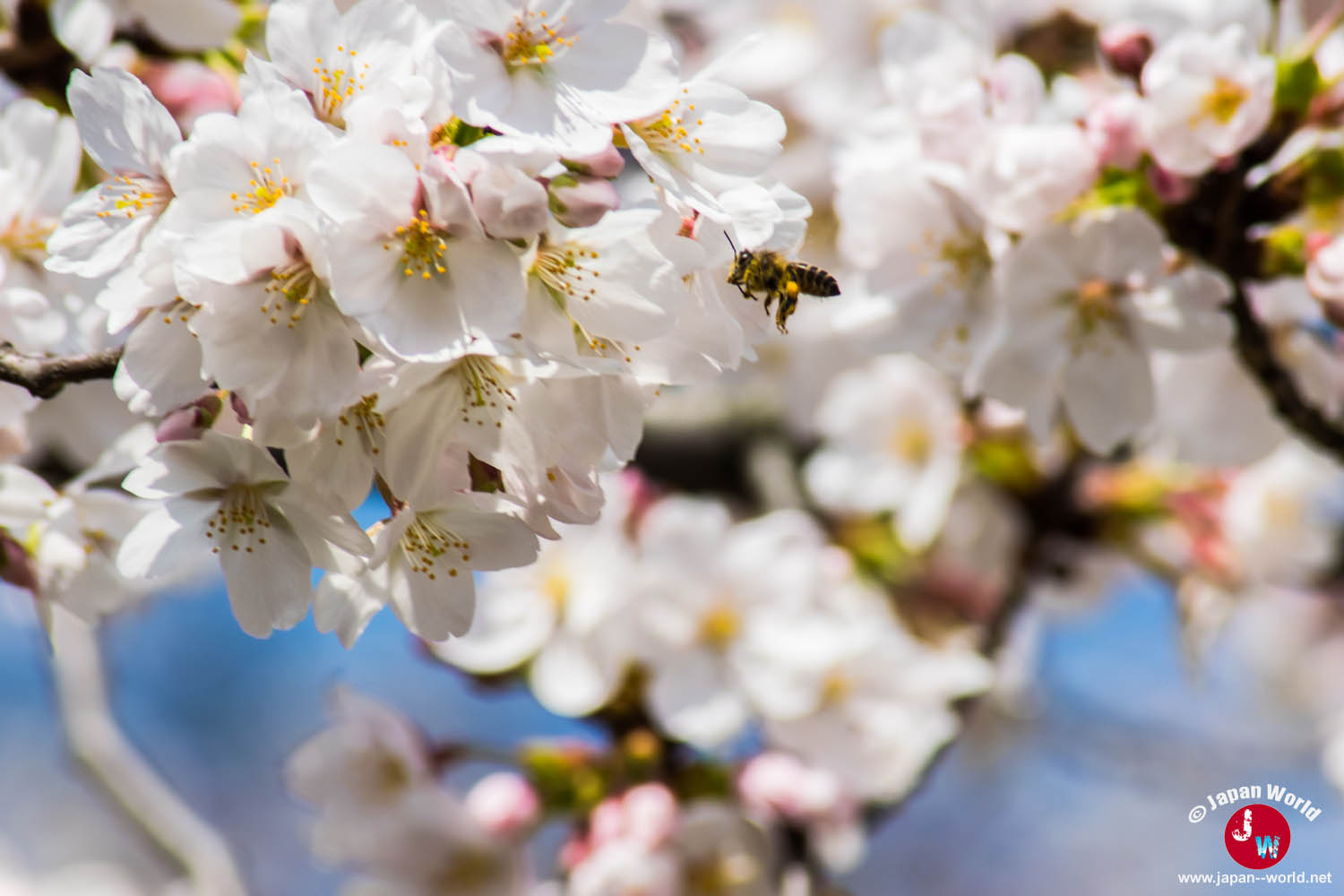 Abeille butinant un bouquet de fleurs de cerisier blanches à Tōchō-ji