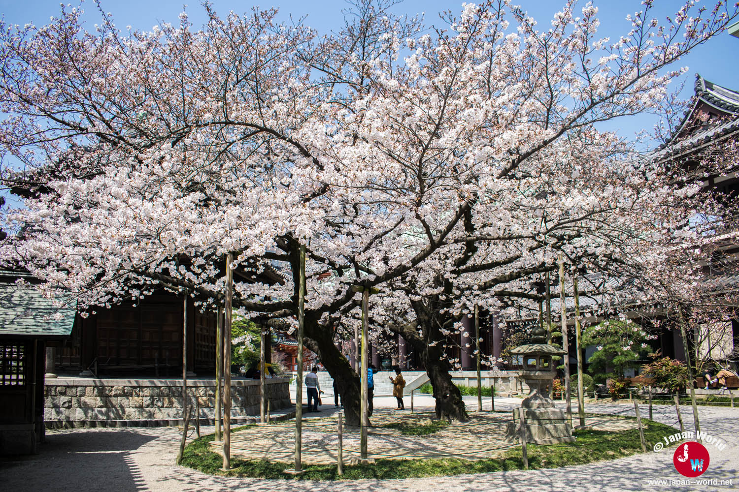 Grand cerisier soutenu par des étais dans la cour du temple Tōchō-ji